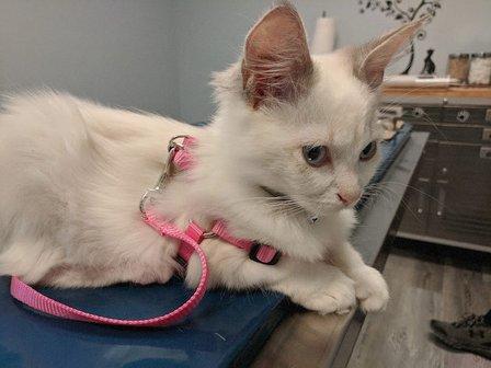 Gulf Coast Scratching Post Cat Hospital