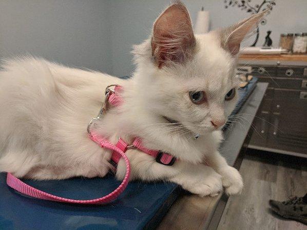 Gulf Coast Scratching Post Cat Hospital