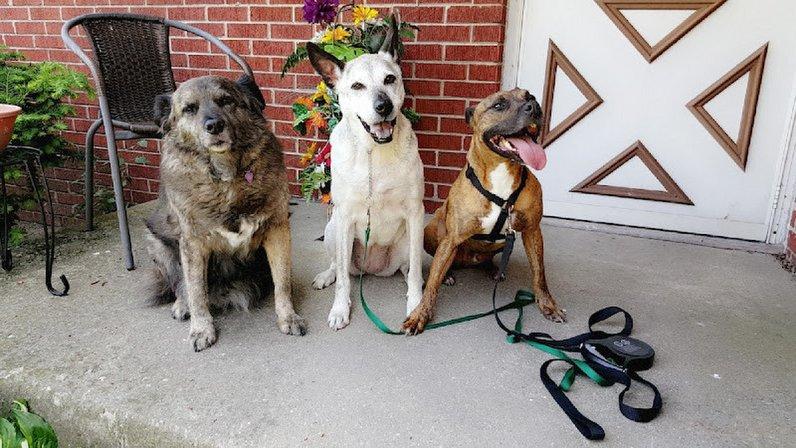 The Dog Training Spot
