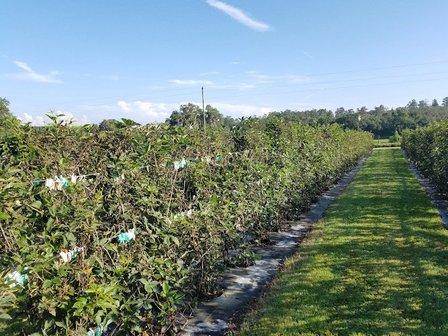 Bramble Creek Farms