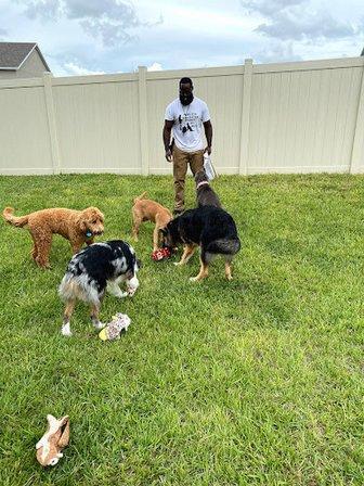 K371 Dog Training