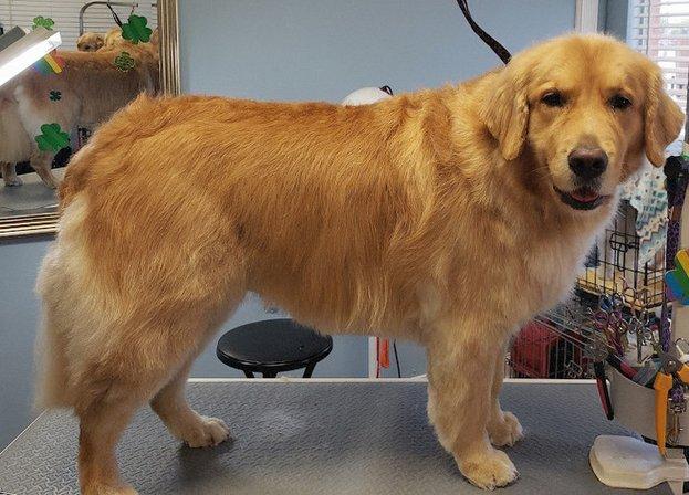Happy Paws Pet Spa