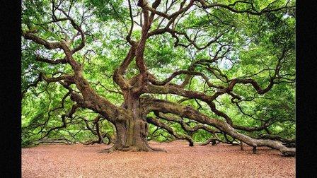 Panorama Tree Care – Bradenton