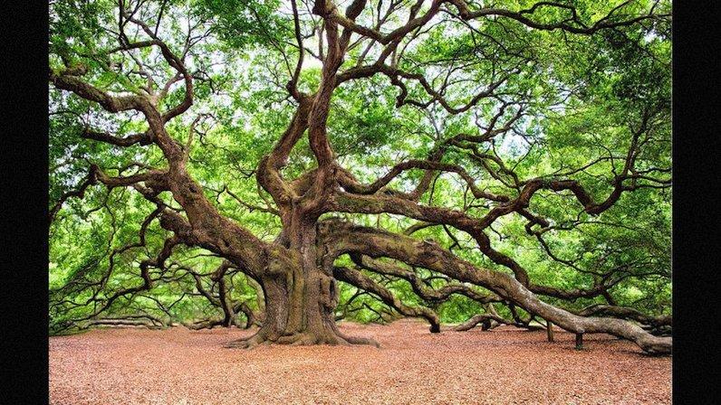 Panorama Tree Care – Bradenton