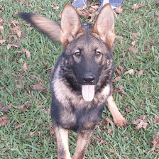 New Sentry K9 Services