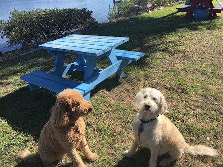 WiseDog Pet Care