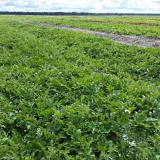 Natural Ag Solutions, LLC.