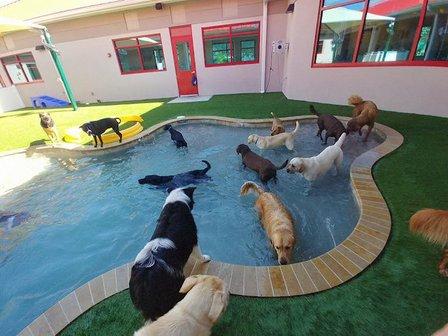 Bayside Pet Resort