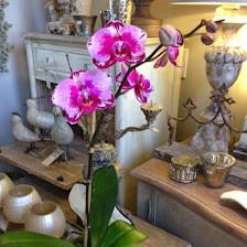 Awesome Orchids