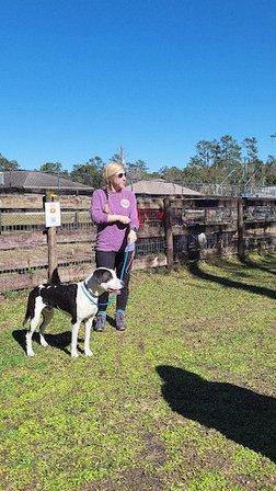 Backyard Dog Racing League
