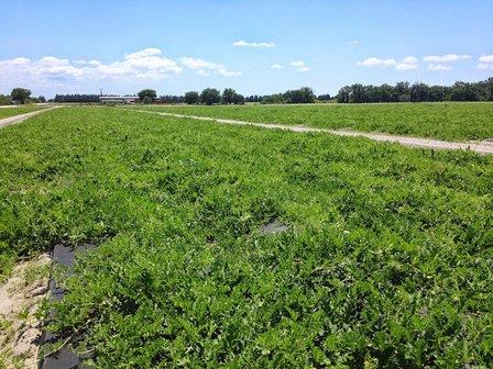 Natural Ag Solutions, LLC.