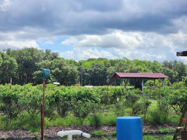 Florida Best Blueberry Farm