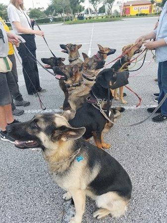 New Sentry K9 Services