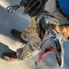 Palm Harbor Wildlife Removal