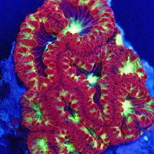Coral Bargain Warehouse