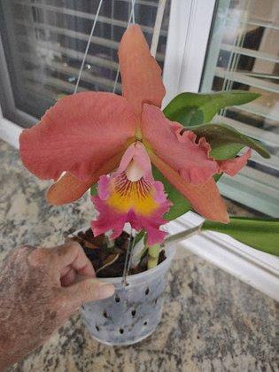 Gross Orchids, LLC