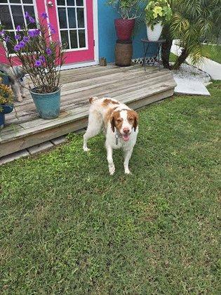Paradise Pet Sitters, LLC