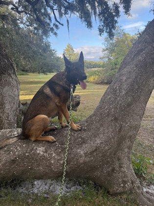 Paws On The Ground Dog Training