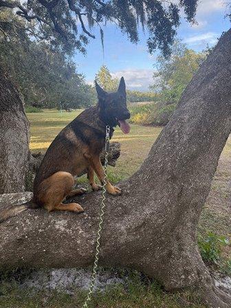 Paws On The Ground Dog Training
