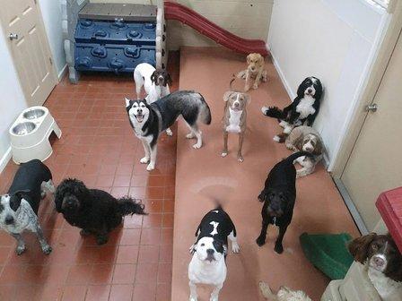 Little Wolfe's Pet Resort