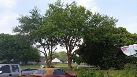 Suggs Lawn Care & Handyman Services Inc