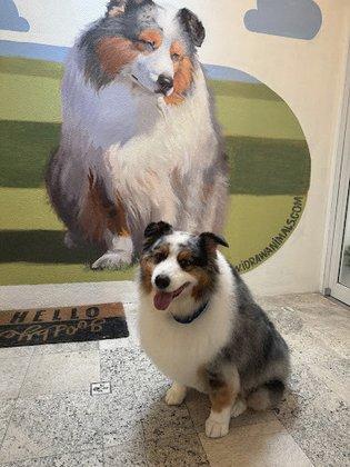 Pawsh Boutique, Spa & Daycare