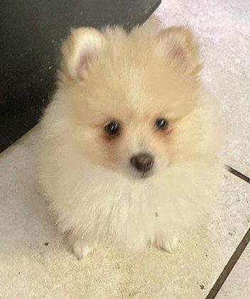 Cherokee Pomeranians