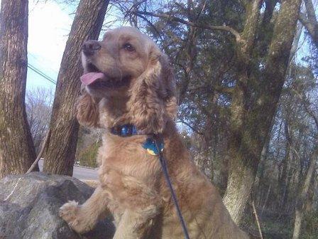 Happy Tails Pet Services