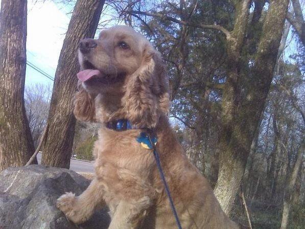 Happy Tails Pet Services