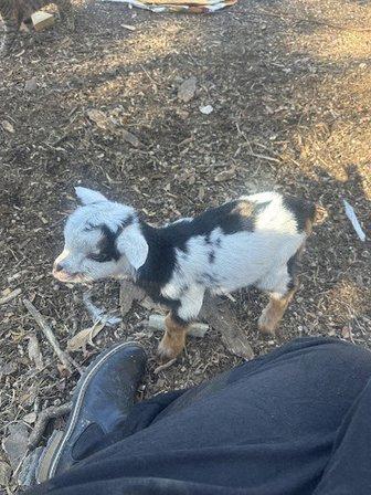 Chicken Run Farm LLC