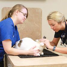 All Creatures Animal Clinic