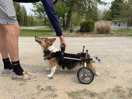 K9 Carts