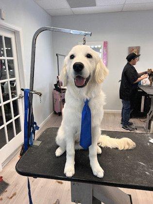 The Lucky Puppy SRQ