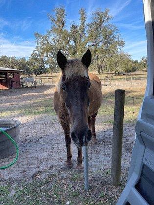 Beautiful Creatures Animal Ranch