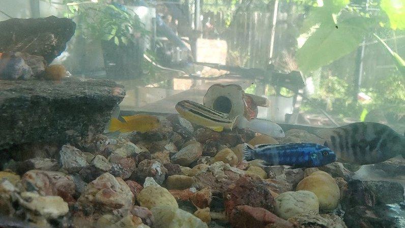 The Cichlid Barn