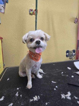 Doggy Styles Pet Salon