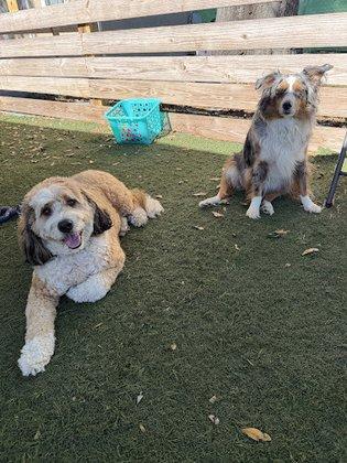 Barking Club DayCare & Boarding