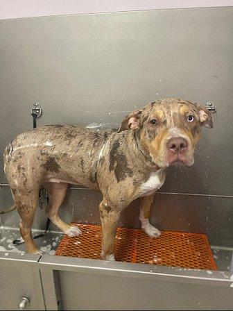 Animal Hospital at Lakewood Ranch