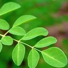 Florida Moringa