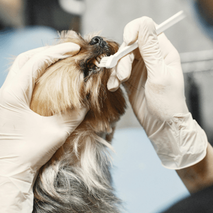 Dr. Nina Krajewski, Veterinarian