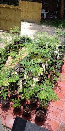 Florida Moringa