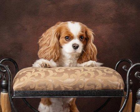 Judy Lynch Portraits