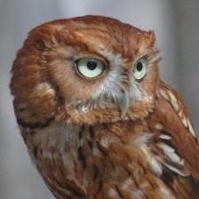 Wildlife Education and Rehabilitation Center Inc.