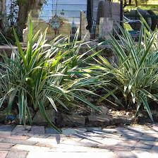 JAMES VERKADE'S NURSERY INC.