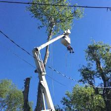 Jon Davis Tree Services