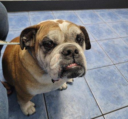 County Line Animal Hospital
