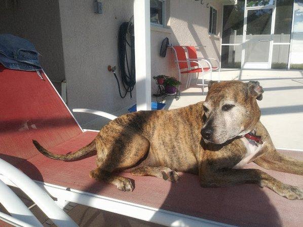 Animal Care Center-Weeki Wachee