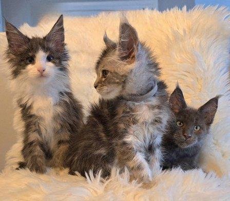 Four Catteries