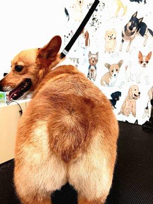 Beachy Bums Grooming Boutique