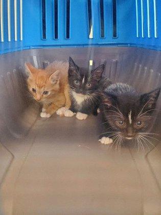 Hands Helping Paws Rescue
